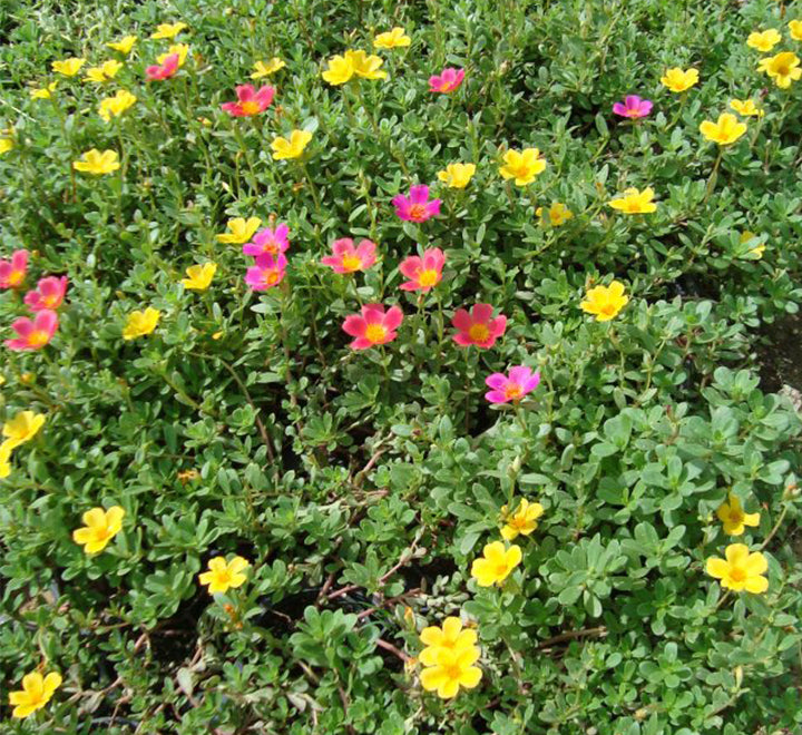 Portulaca Grandiflora "Hanging" Rose Moss