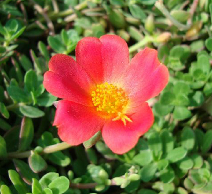 Portulaca Umbraticola "Hanging" Wingpod purslane