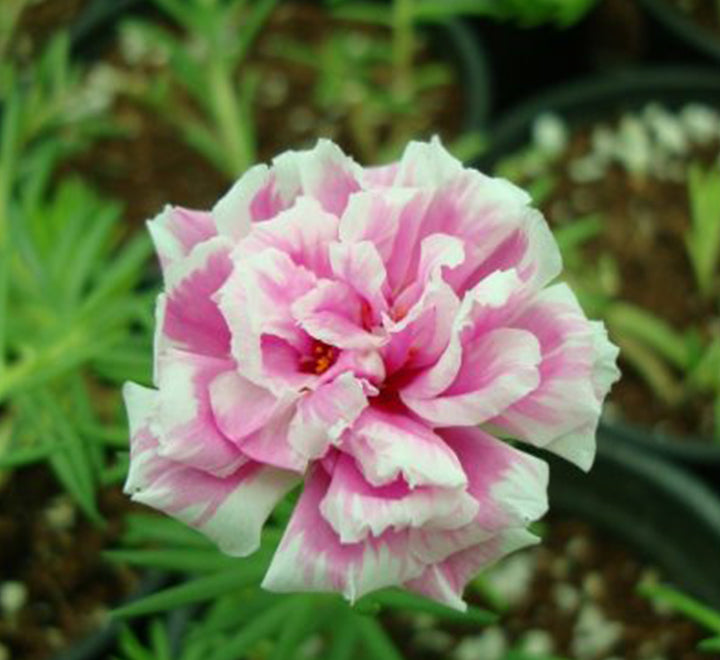 Portulaca grandiflora | Rose Moss | 9cm pot