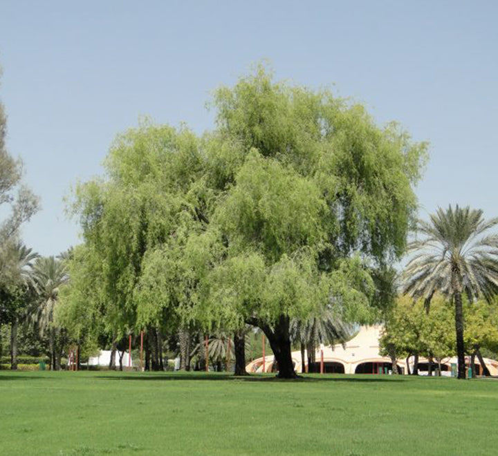 Ghaf Tree "Prosopis cineraria" شجرة الغاف