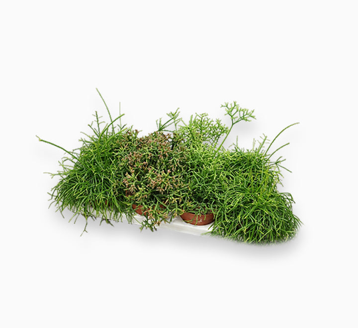 Rhipsalis mix 10-15cm