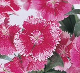 Dianthus Caryophyllus "Carnation or Clove Mix"