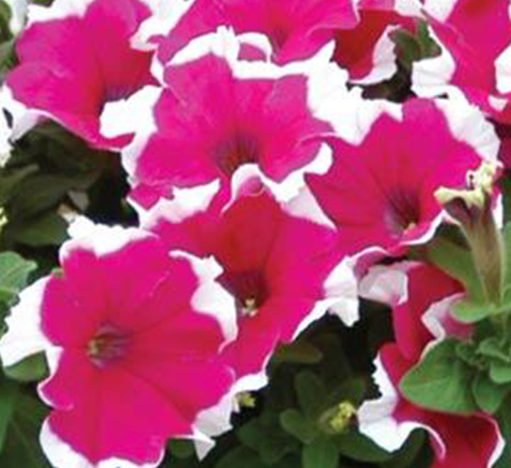 Petunia Mix Flowering Plant "Petunias"
