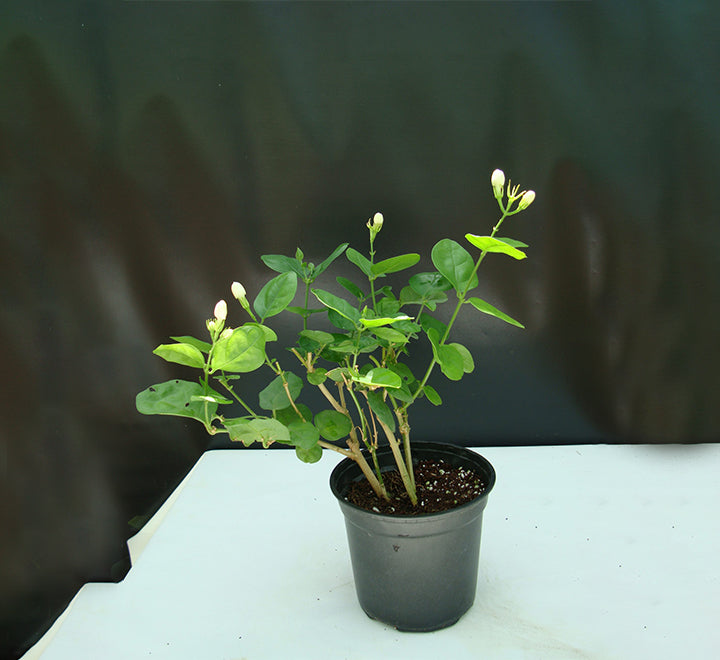 Jasminum sambac "The Arabian Jasmine"
