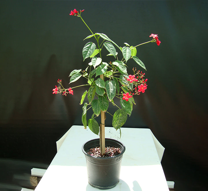 Jatropha integerrima "peregrina or spicy jatropha"