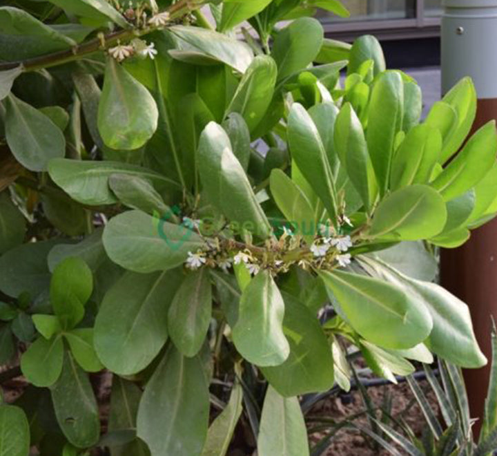 Scaevola frutescens (Vahl Beach Naupaka, Hawaiian Half Flower, Sea Lettuce)