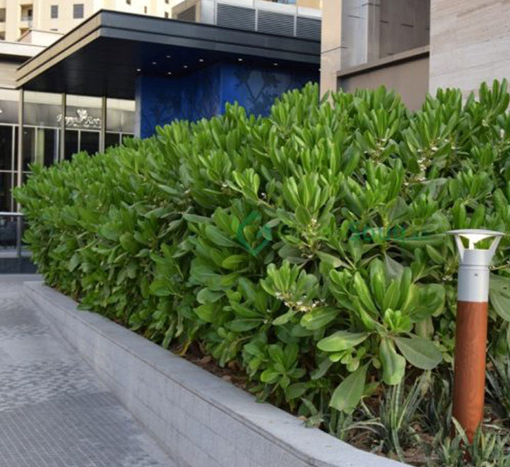 Scaevola frutescens (Vahl Beach Naupaka, Hawaiian Half Flower, Sea Lettuce)