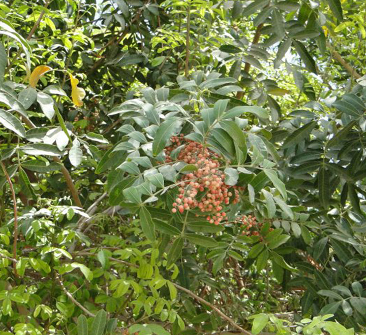 Schinus terebinthifolius or Brazilian peppertree 2.5m