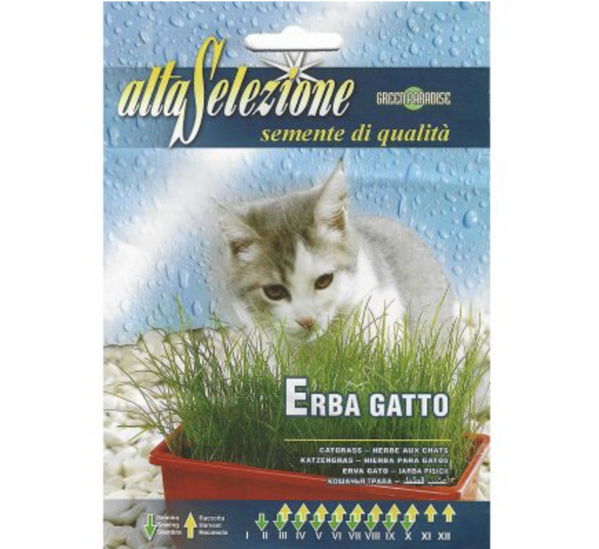 Grass for Cat "Erba Gatto" Seeds by Alta Selezione