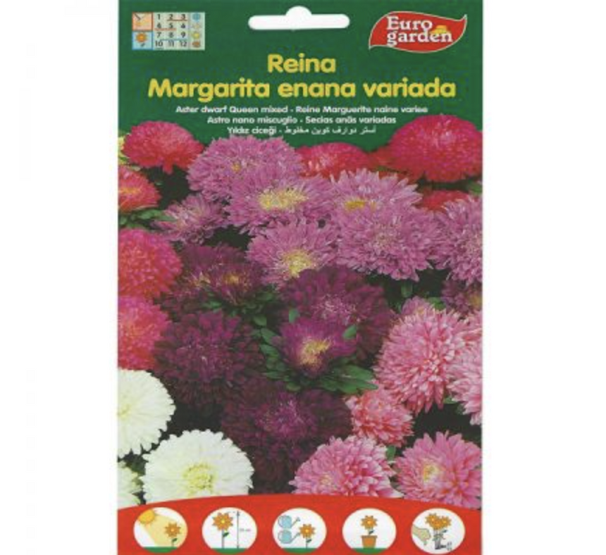 Aster Dwarf Queen Mix Premium Quality Seeds by EuroGarden