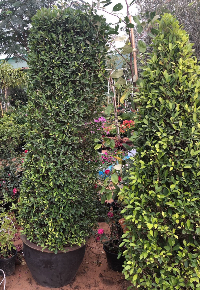 Ficus Nitida Tall 1.8 - 2.0m