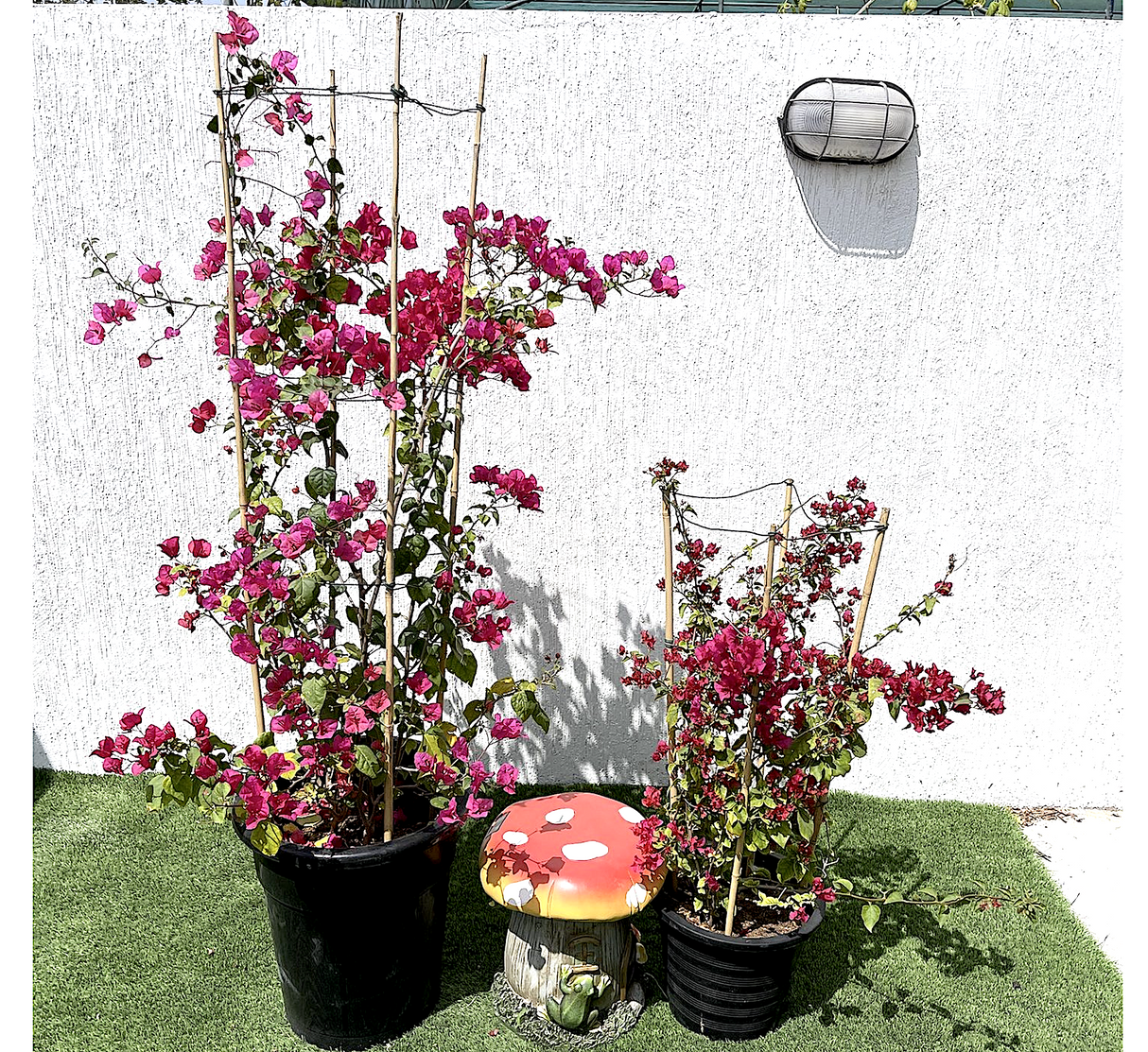 Bougainvillea spectabilis “30 to 160cm” Dark Pink