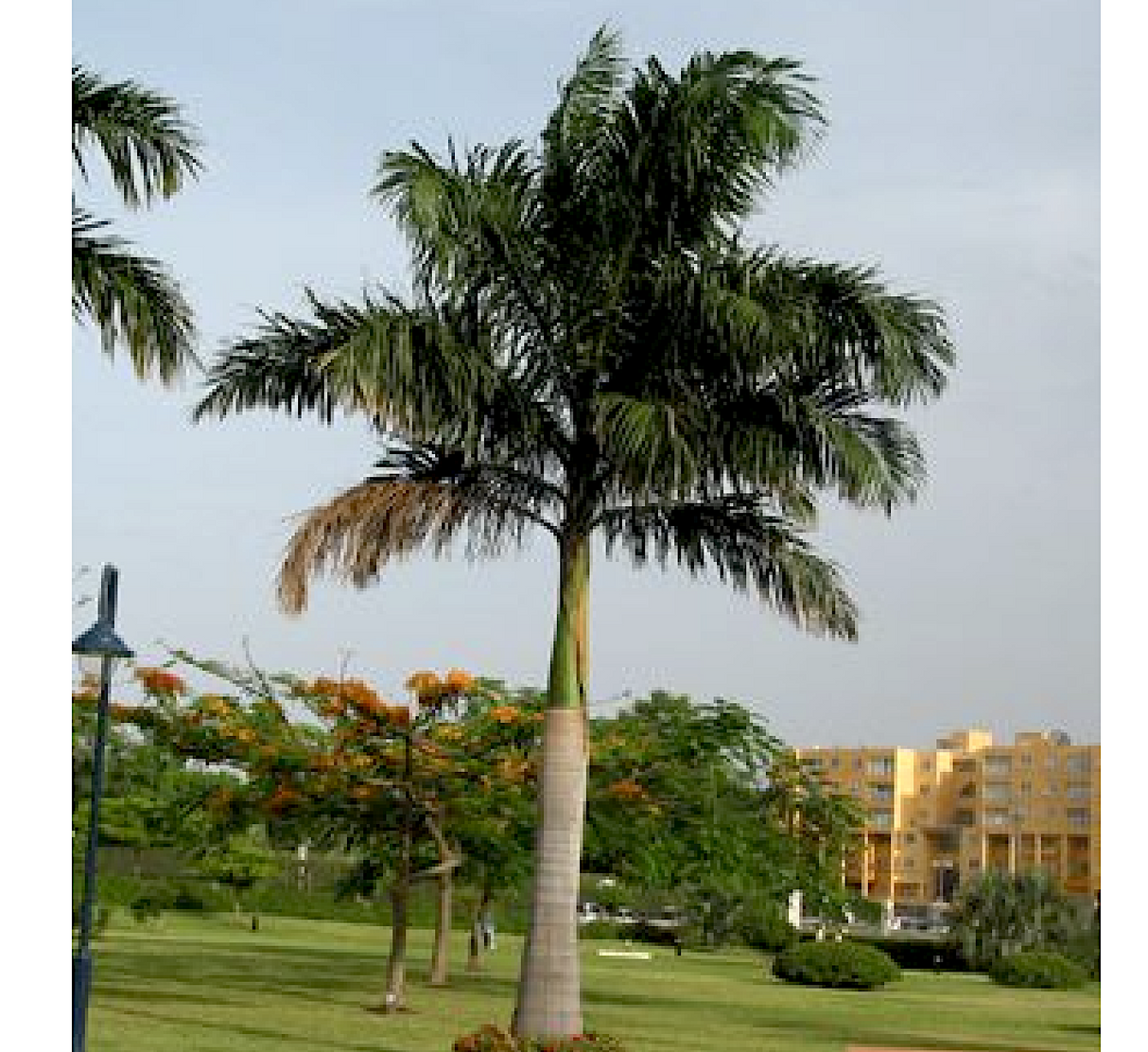 Roystonia regia "Royal Palm" النخيل الملكي