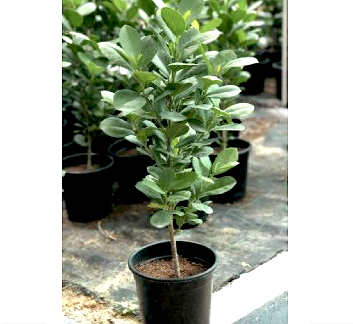 Ficus diversifolia "Mistletoe Fig" 0.4-0.6m