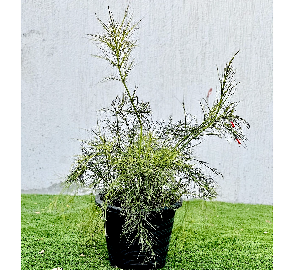 Russelia equisetiformis "Coral Plant, Firecracker Plant" 0.7-0.9m