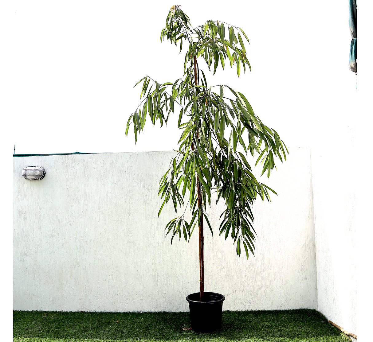 Ficus Amstel King 1.8-2.0m