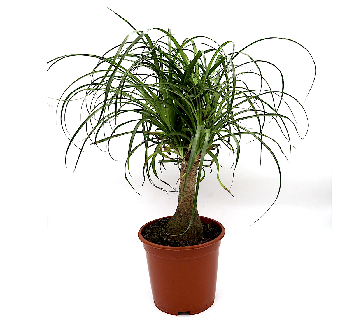 Beaucarnea recurvata "Elephant's Foot or Ponytail Palm" 50-60cm