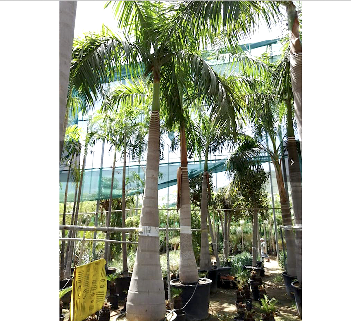 Roystonia regia "Royal Palm" النخيل الملكي