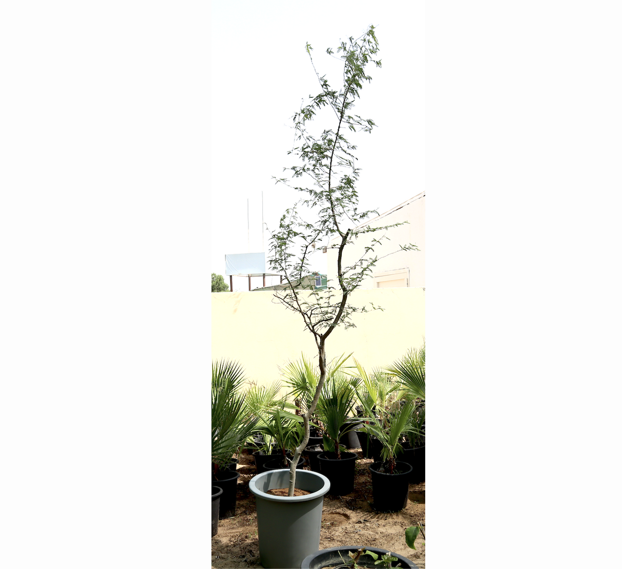 Ghaf Tree "Prosopis cineraria" شجرة الغاف