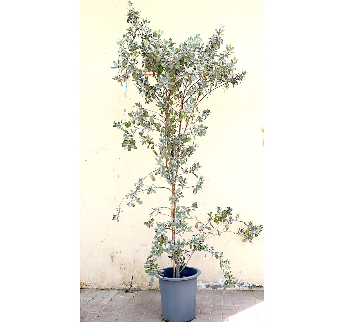 Conocarpus erectus, Silver Leaf, Silver buttonwood