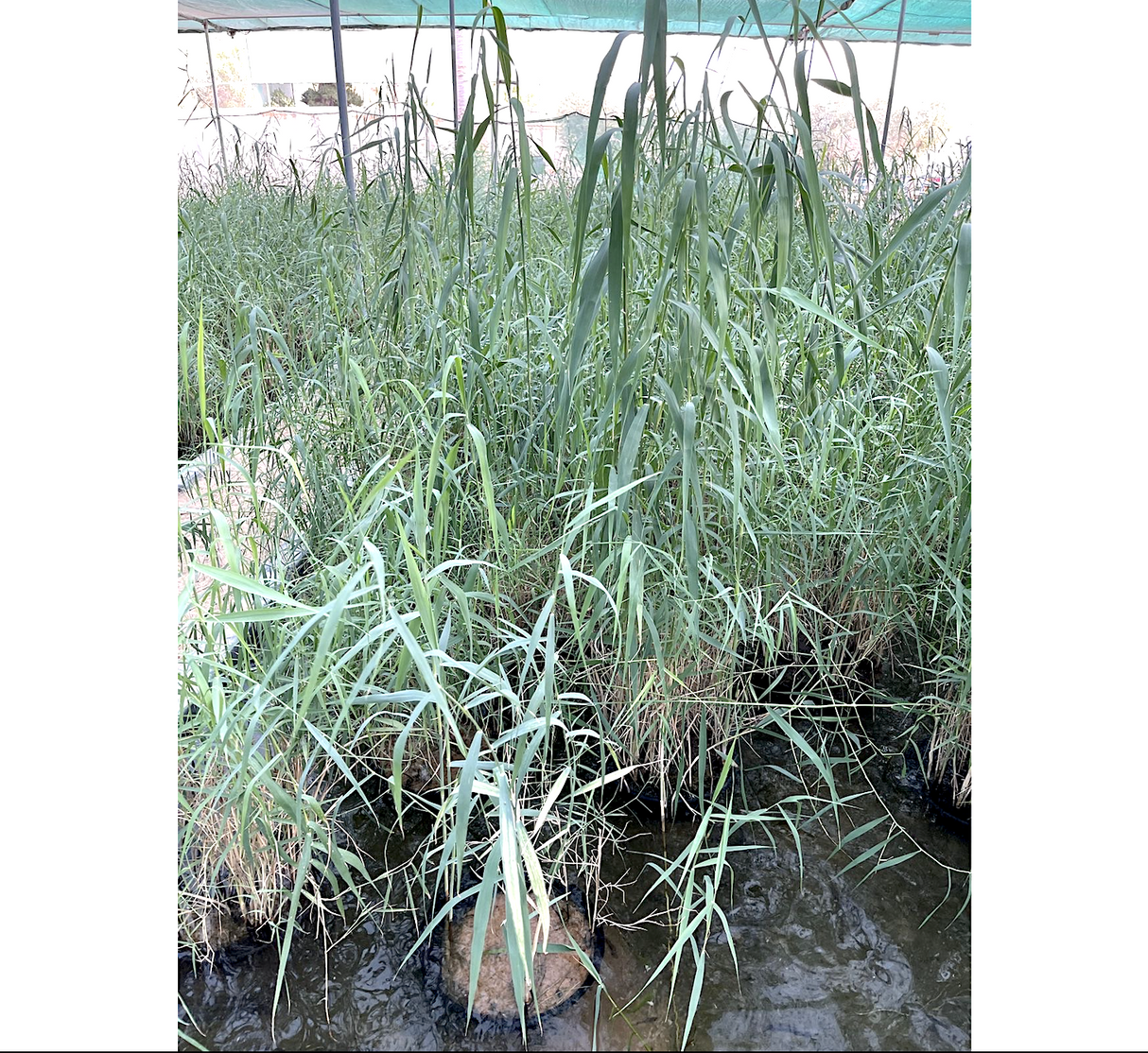 Phragmites australis "Common reed"