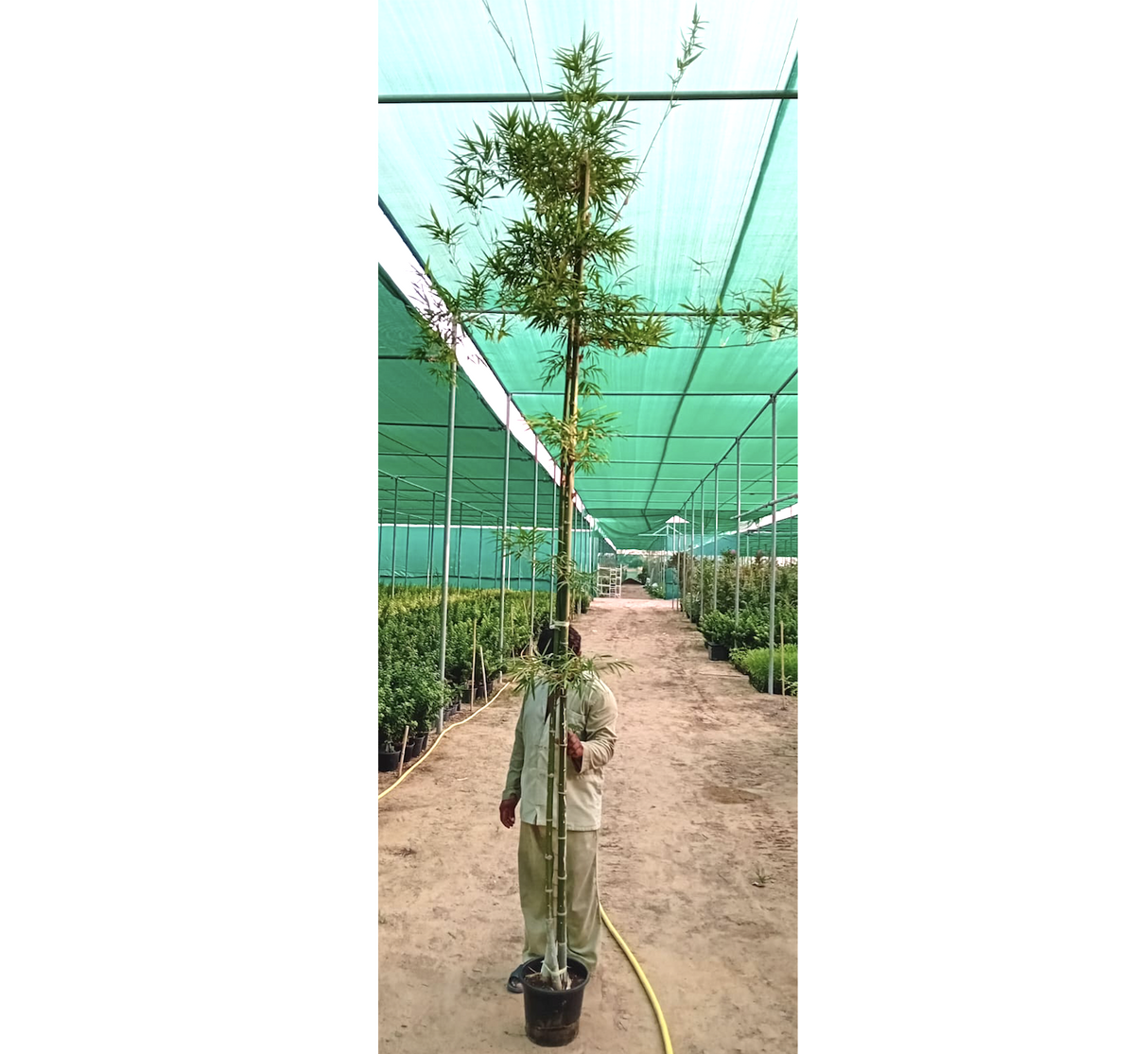 Bambus green or Tropical Bamboo 3.0-3.5m