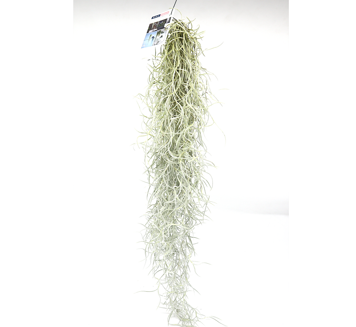 Air Plant Tillandsia Usneoides | Spanish Moss
