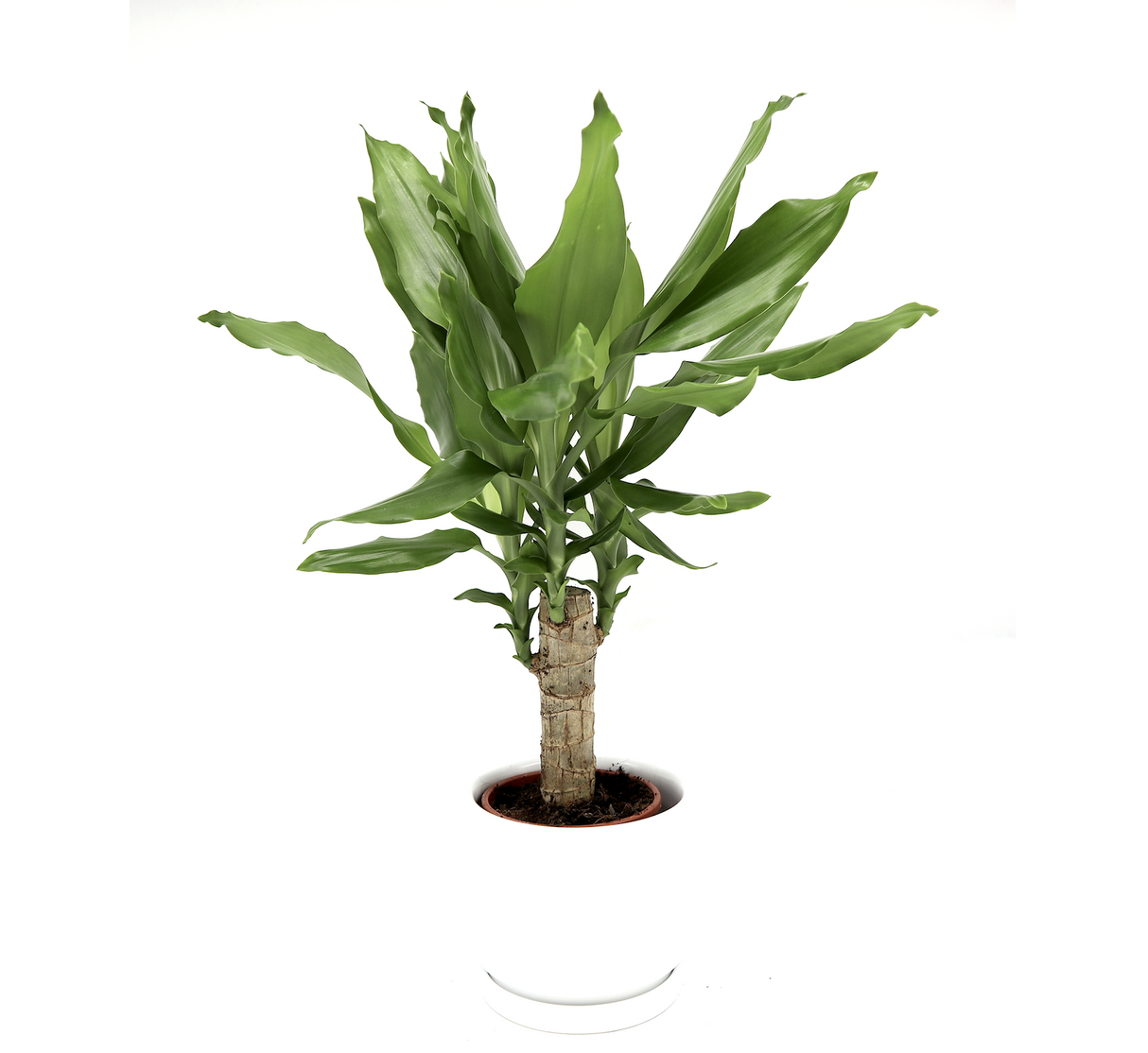 Dracaena Fragrans Green Mini | Massangeana Green Mini