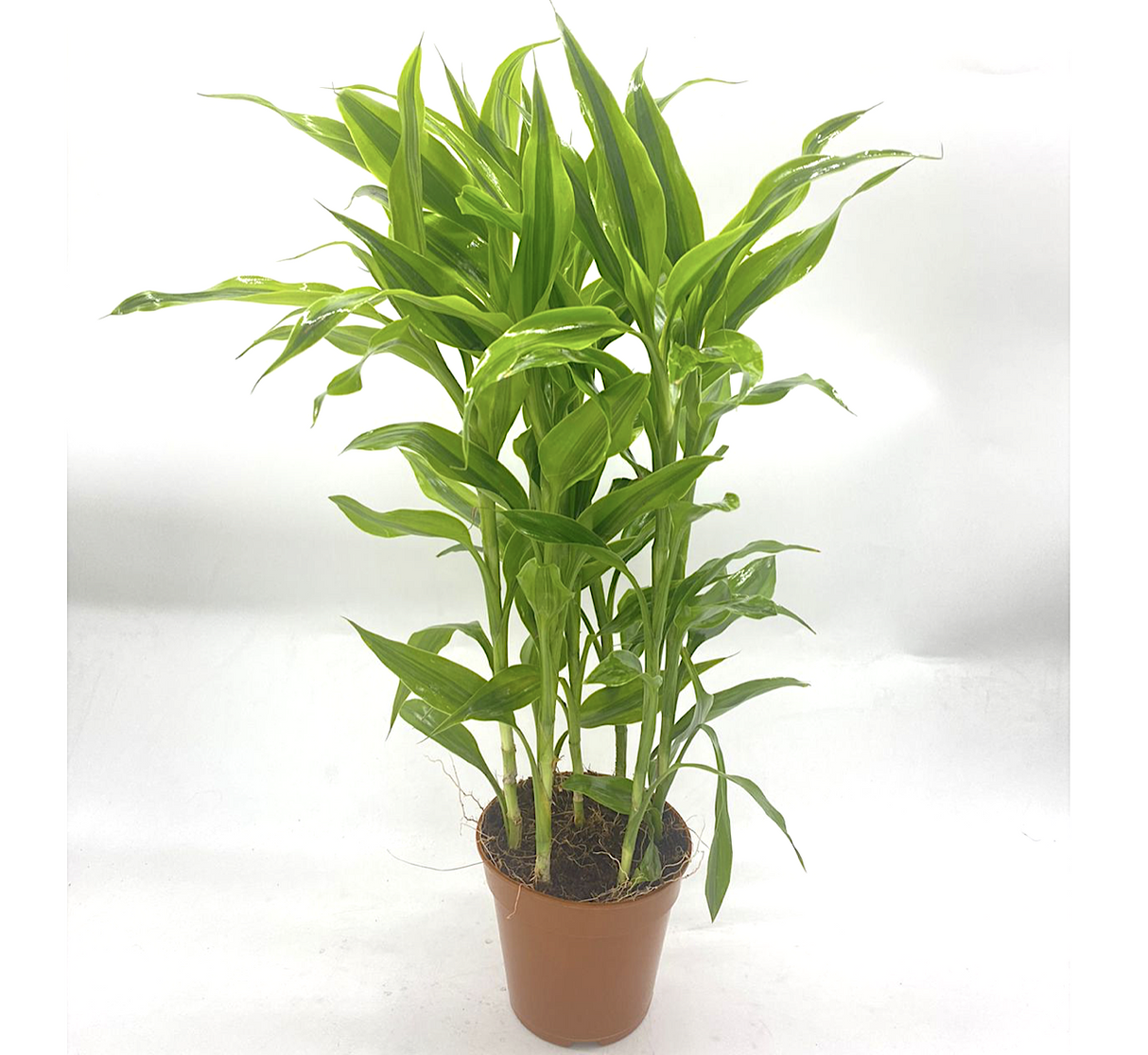 Gold Dracaena Sanderiana | Sanderiana Gold 30-35cm