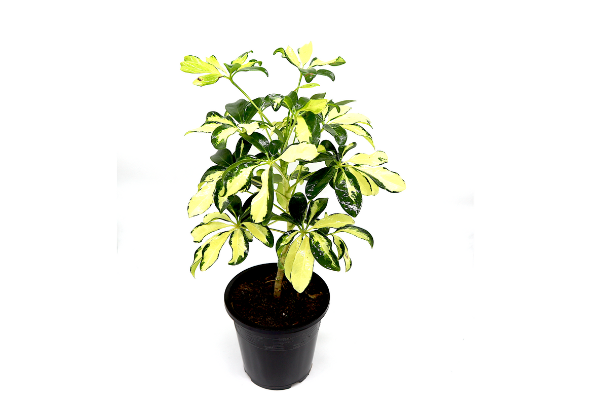 Schefflera Arboricola | Gold Capella | Dwarf Umbrella Tree