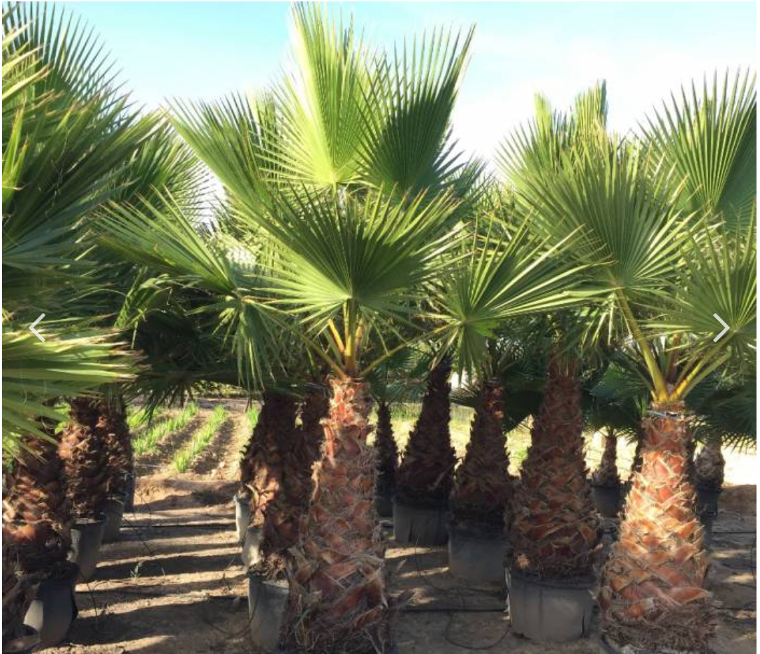 Washingtonia robusta "Mexican Fan Palm"