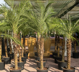 Phoenix roebelenii "Miniature date palm"