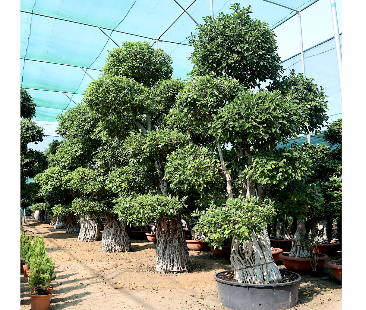 Ficus Nitida Bonsai | Ficus Big size Bonsai | Root Shape Bonsai