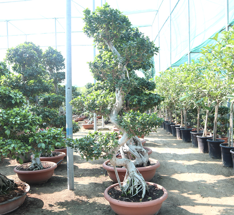 Ficus S-Shape Bonsai | Ficus Microcarpa Bonsai | S-Shape Bonsai 1.8-2.0 m