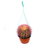 Barrel Cactus | Hanging Coloured Ball Cactus | Ferocactus 150-170mm dia