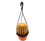 Barrel Cactus | Hanging Coloured Ball Cactus | Ferocactus 150-170mm dia