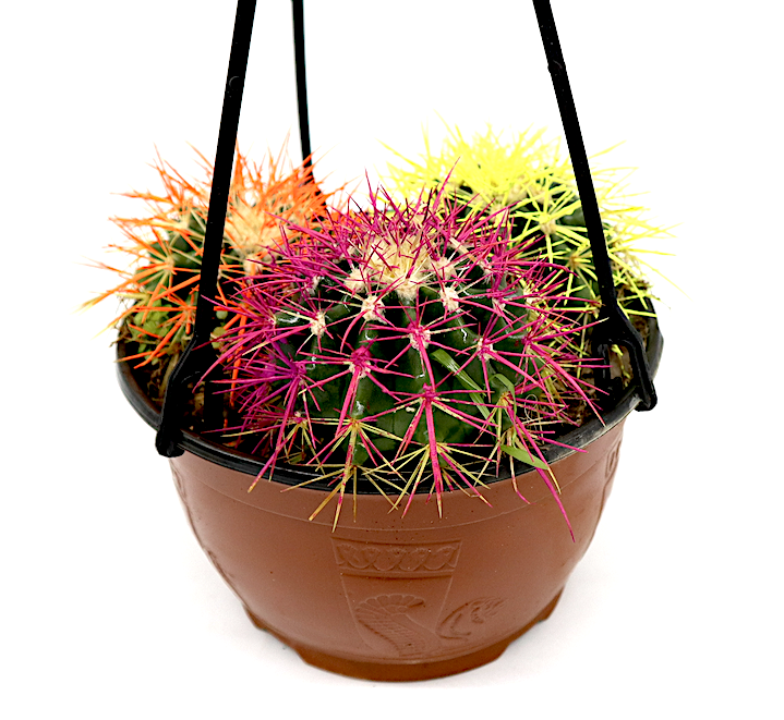Barrel Cactus 80-90mm dia | Hanging Yellow, Pink, Orange Ball Cactus | 3 in One
