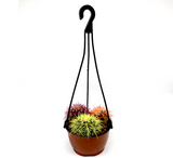 Barrel Cactus 80-90mm dia | Hanging Yellow, Pink, Orange Ball Cactus | 3 in One