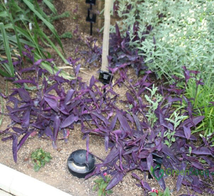 Setcreasea purpurea or Purple Heart