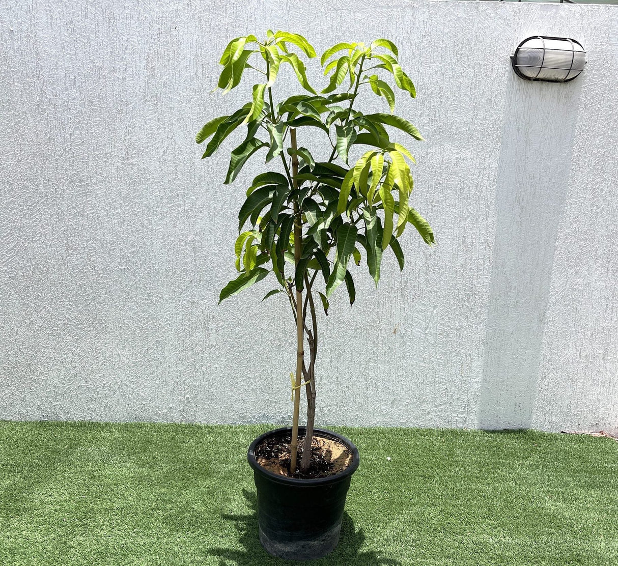 Mango Plant "Sindhri Pakistan" One of The World's Best Mangoes 1.2-1.5m