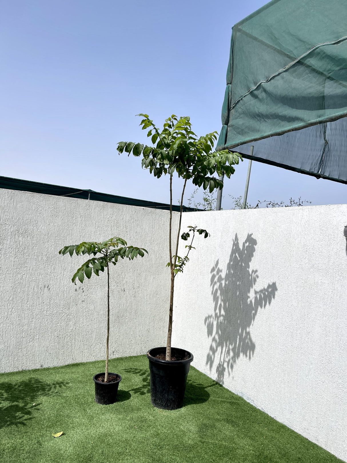 Spathodea campanulata or African tulip tree
