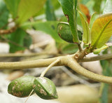 Terminalia catappa "Indian Almond Tree" شجرة اللوز الهندية