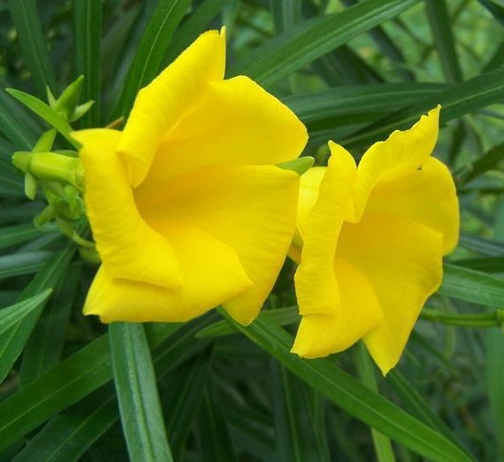 Thevetia peruviana | Cascabela Thevetia