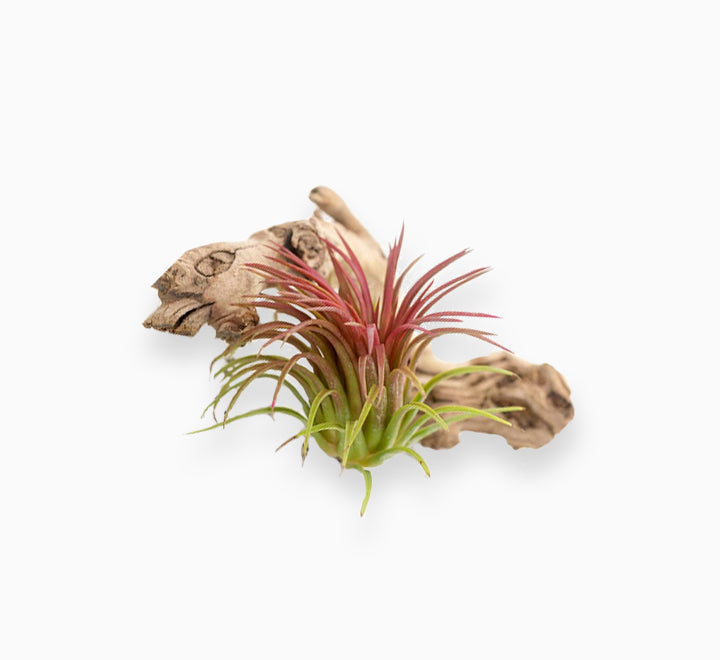 Tillandsia Ionantha red clumb - Air Plant