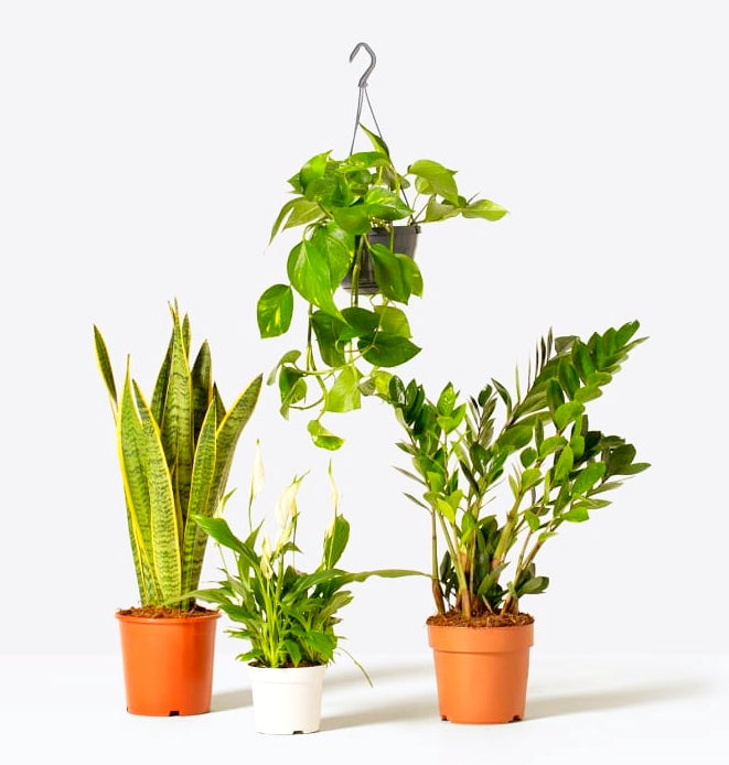 Unkillable Plants Set (Sansevieria 60-80cm, Zamioculcas zamiifolia 50-70cm, Peace Lily 30-40cm, Hanging Money Plant)