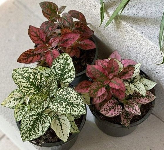 Hypoestes phyllostachya "Polka Dot Plant" 5-10cm "Outdoor"