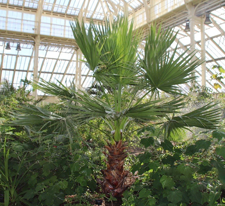 Washingtonia robusta "Mexican Fan Palm"