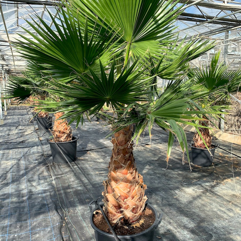 Washingtonia robusta "Mexican Fan Palm"