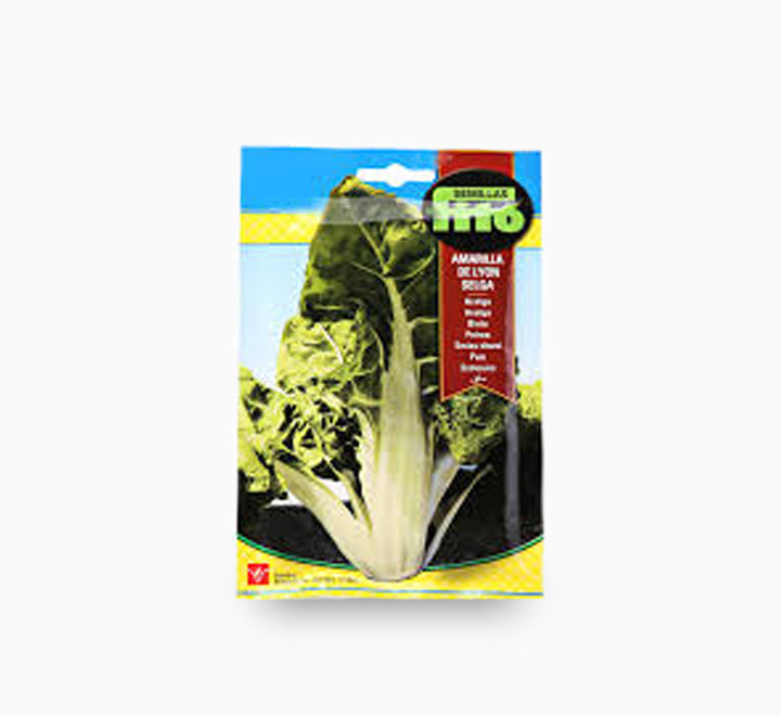 Yello Swiss-Chard fom Lyon
