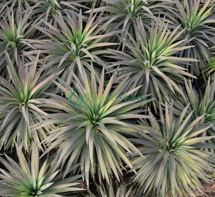 Yucca desmetiana Or Blue Boy 40-60cm